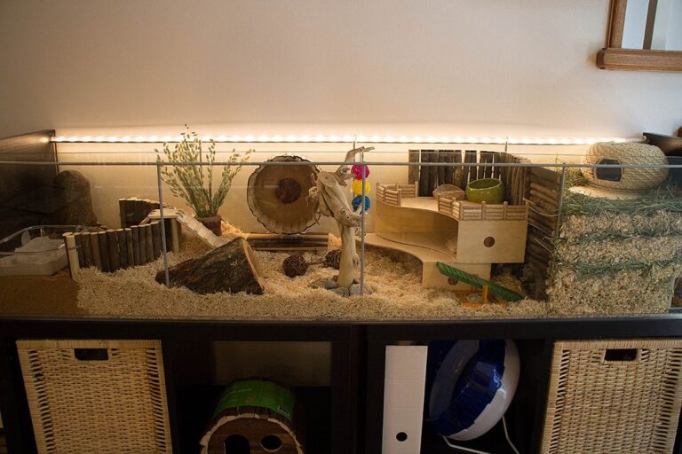 Hamster Cage Ideas for Your Hamster Setup