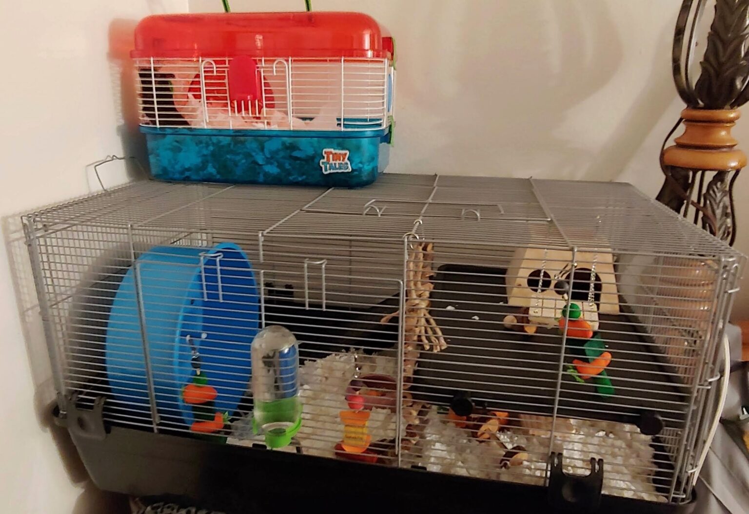 A Hamster Cage should be at least 100cm x 50cm