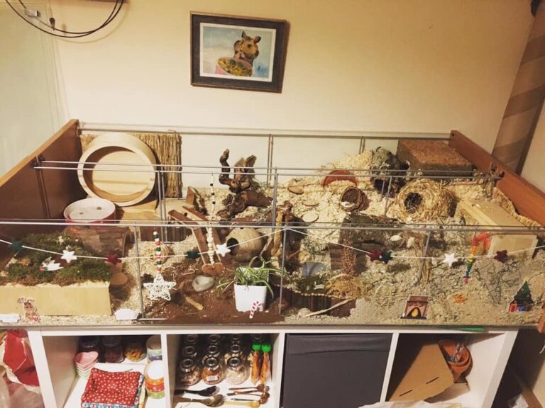 Image showcasing Hamster Cage Ideas for Your Hamster Setup