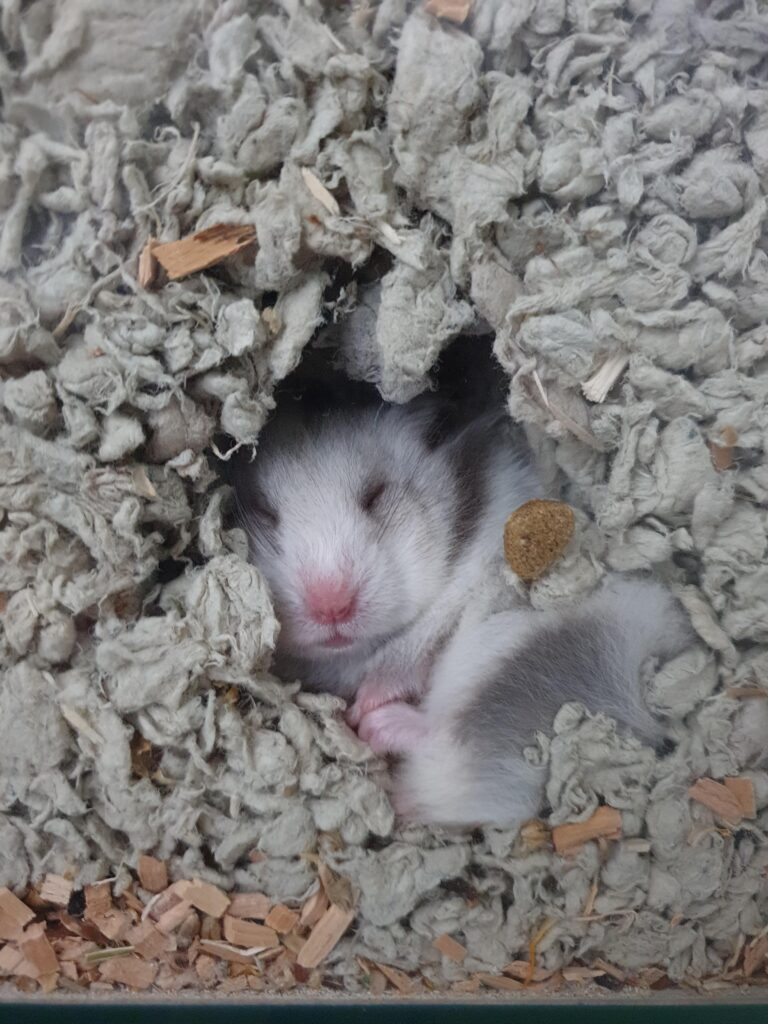 Safe & Unsafe Hamster Bedding Welfare Advice Evidence Care Information