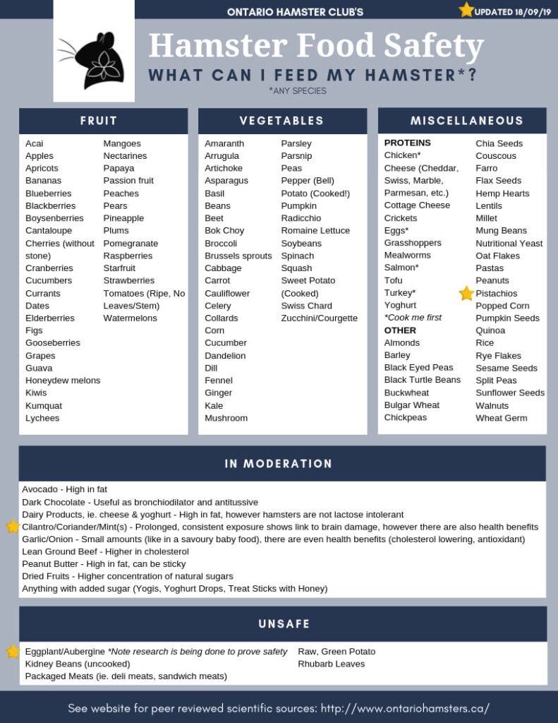 Hamster Care Guide Get The Real Advice!