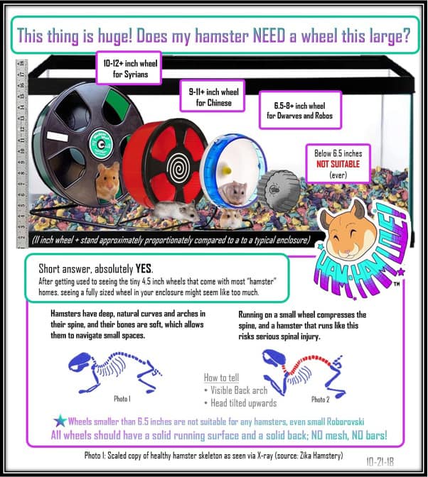 Wheels Advice & Evidence - HamsterWelfare.com | Welfare Advice ... - Small Hamster Wheel Sizes For Tiny Pet Enclosures