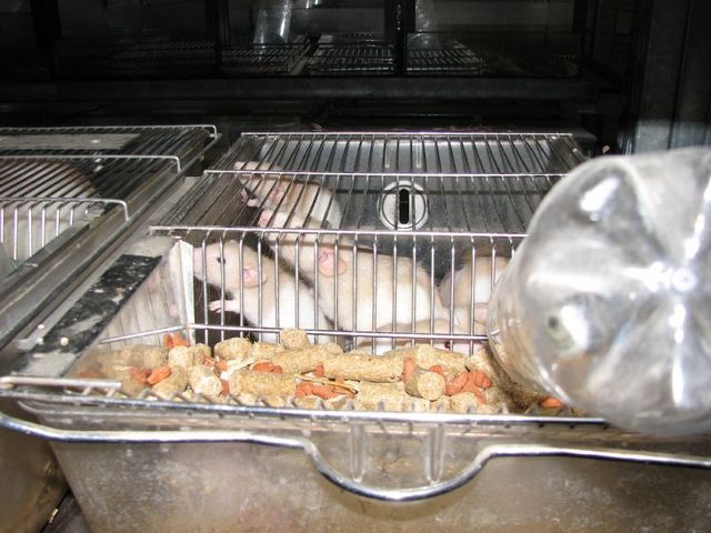 rodent farm cage