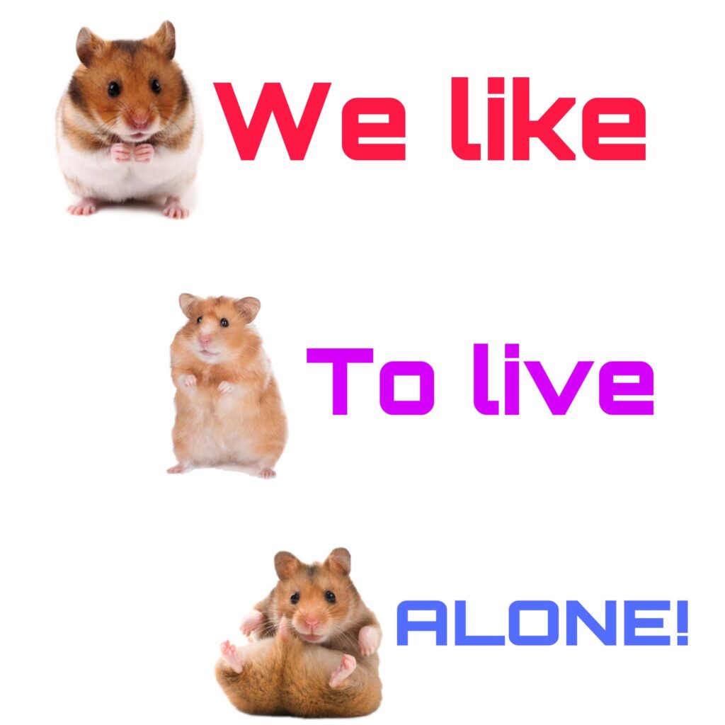 Hamsters Prefer to live alone poster