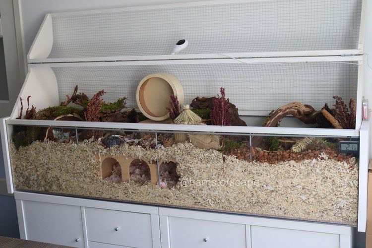 Ikea detolf with raised lid for deeper hamster bedding