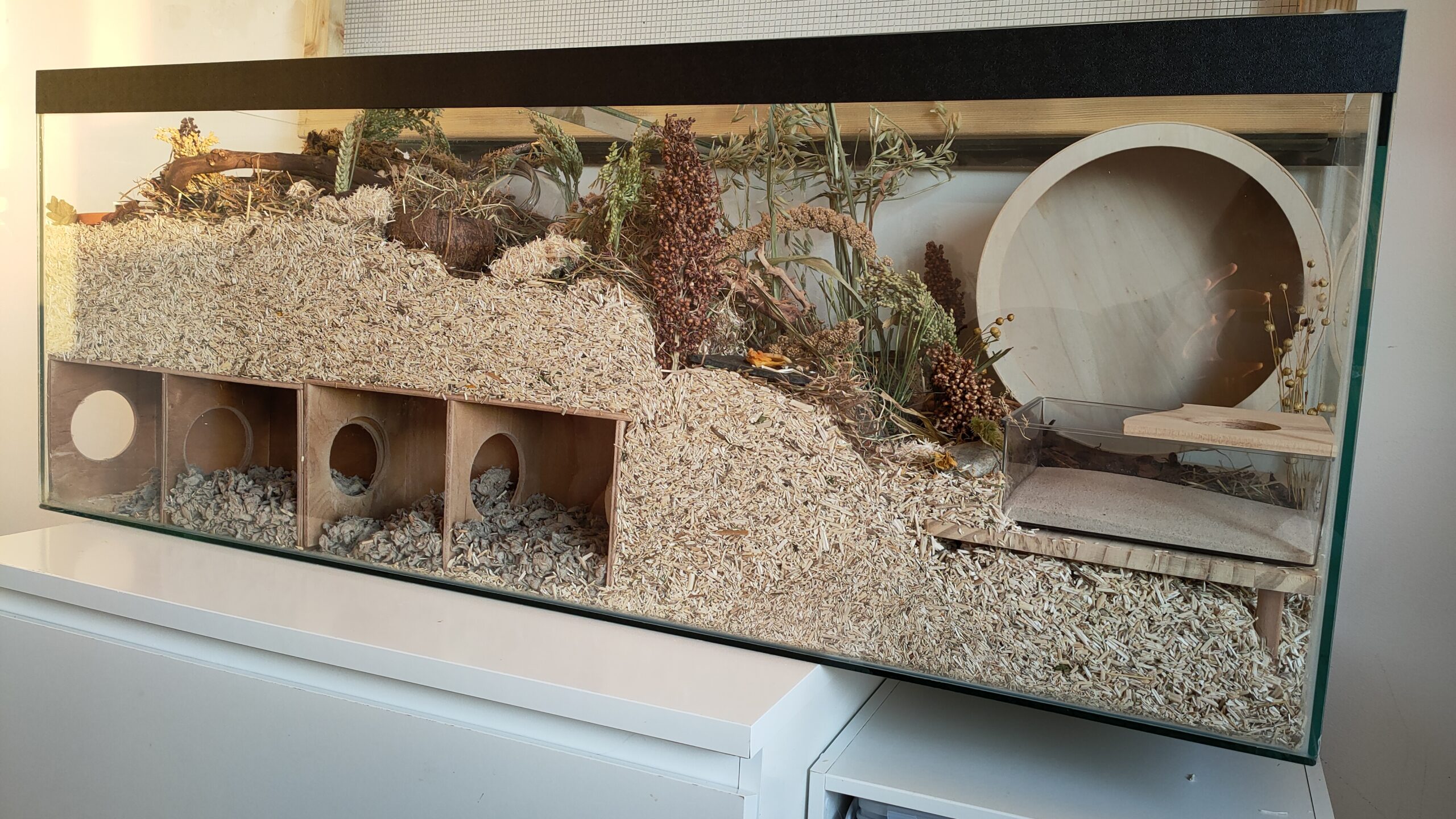 122cm glass Tank for a Syrian Hamster 