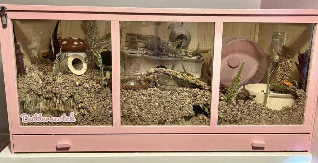 Hamster Cage Ideas For Your Hamster Setup Photo Inspiration