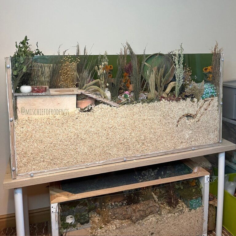 Hamster Cage Ideas for Your Hamster Setup