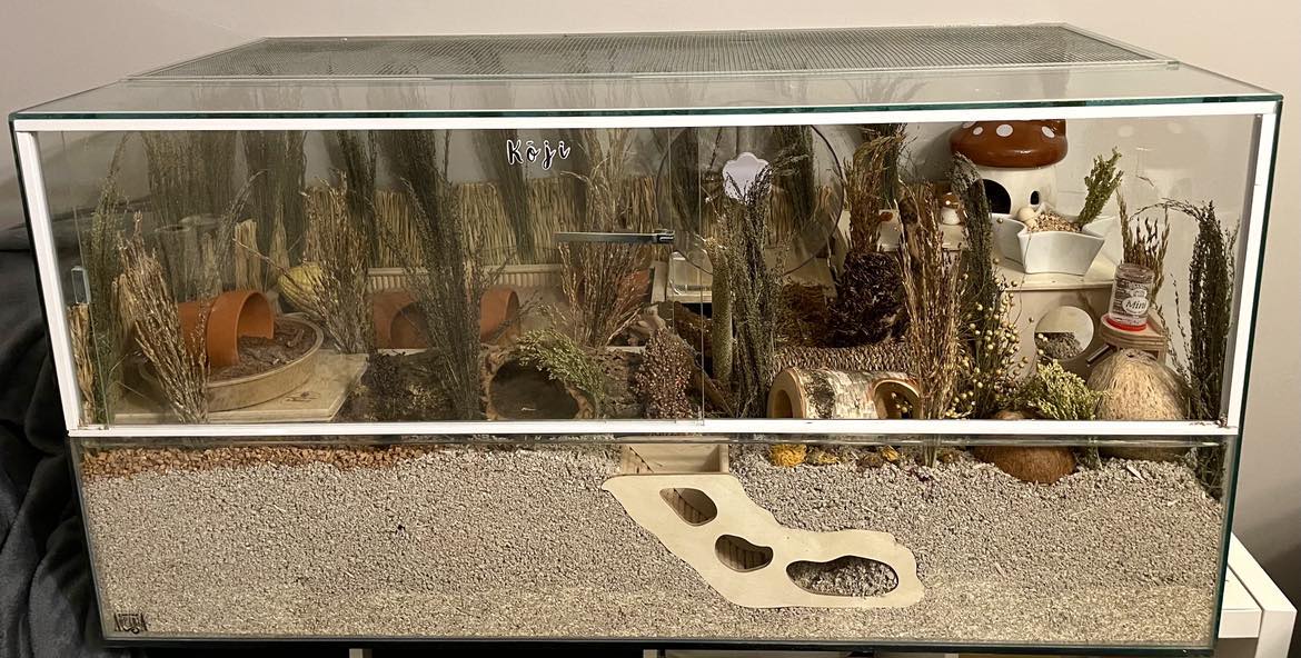 Hamster tank with deep bedding and sprays enrichment