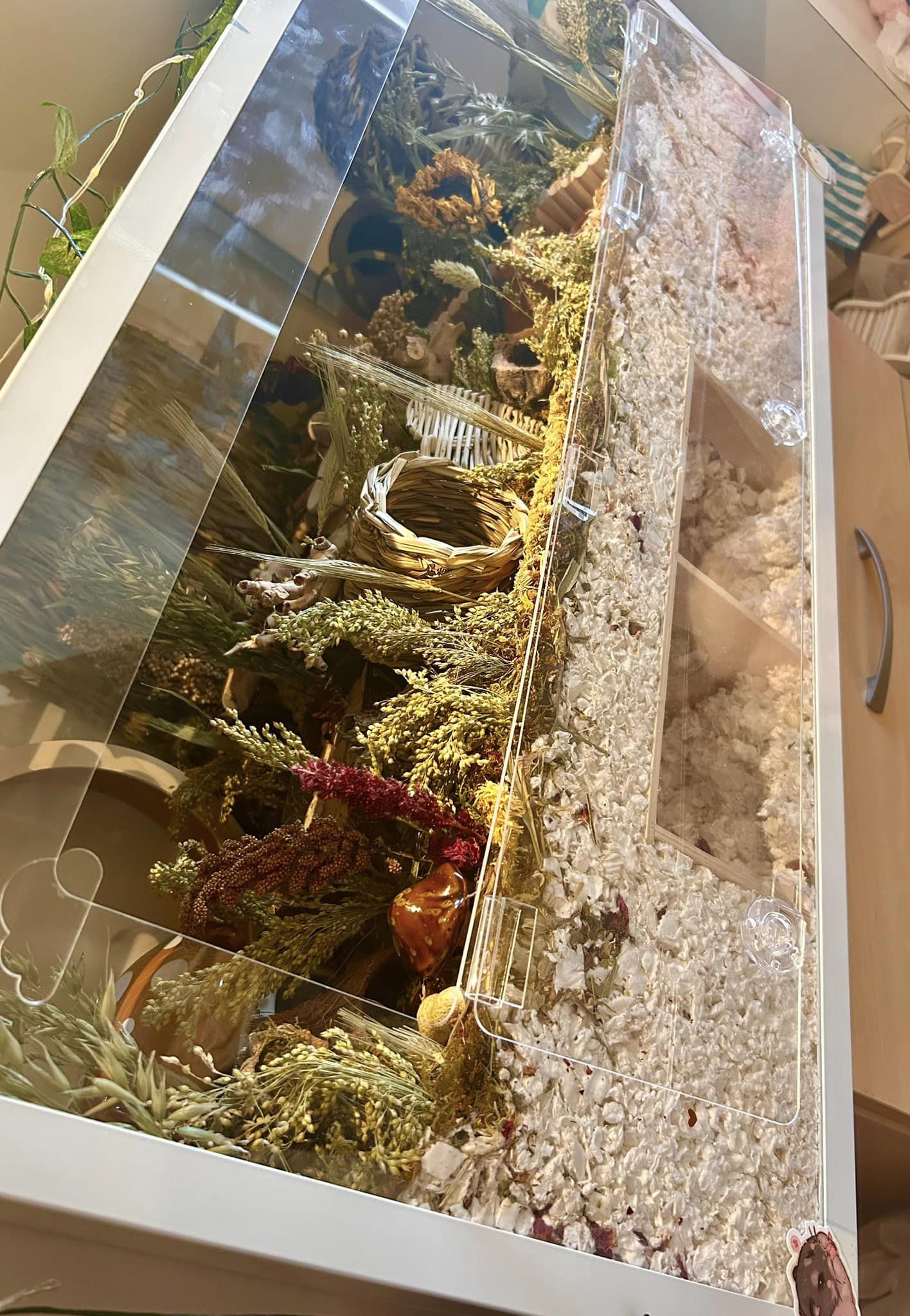 Bucatstate hamster cage with lots of Enrichment