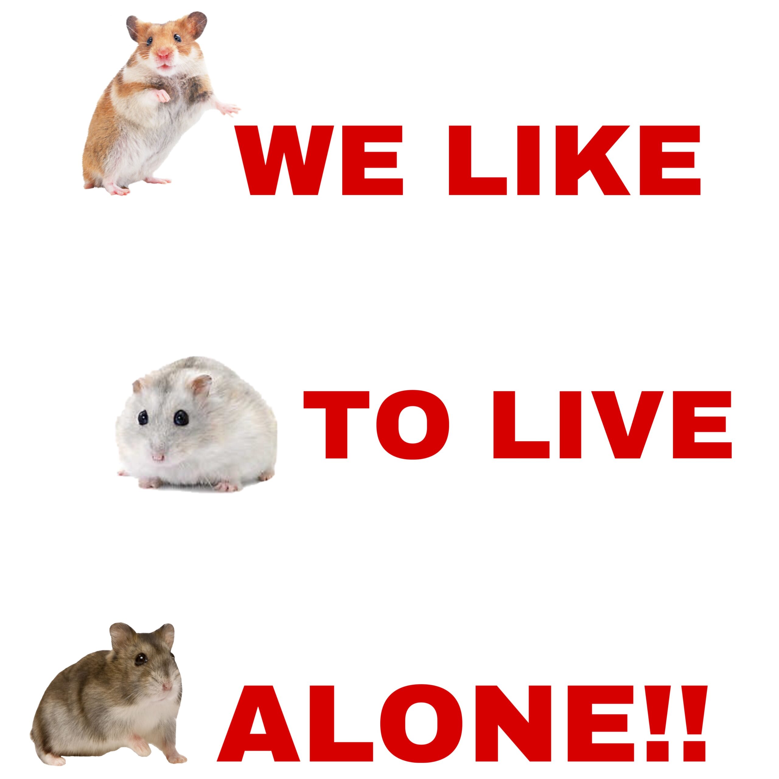 All types of Hamsters Like to Live Alone poster