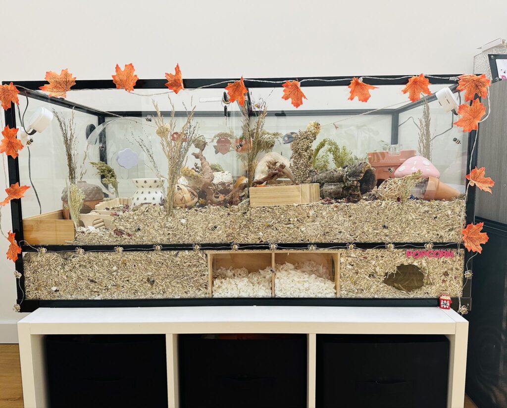 Hamster Cage Ideas for Your Hamster Setup